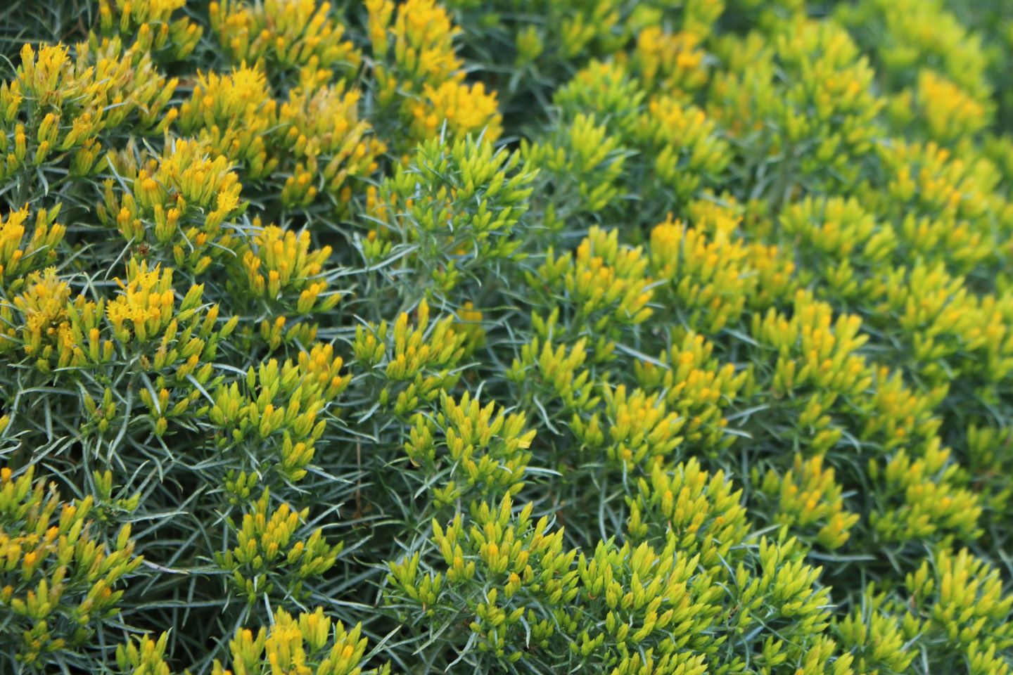Baby blue rabbitbrush